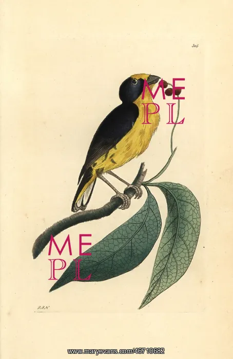 : Violaceous euphonia, Euphonia violacea : Violaceous euphonia, Euphonia violacea