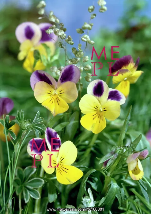  : Violas