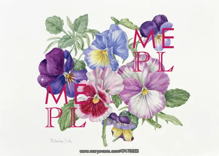 : Violas (watercolour 4.5 x 5 inches)