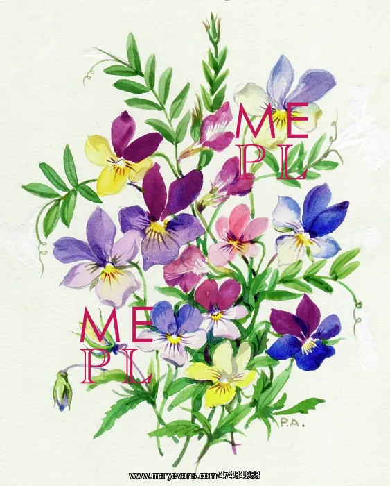  : Violas