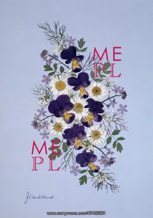  : Violas, Daisies and Forget-me-nots