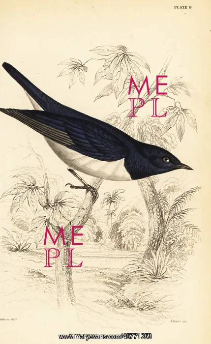: Violet-backed starling, Cinnyricinclus leucogaster : Violet-backed starling, Cinnyricinclus leucogaster