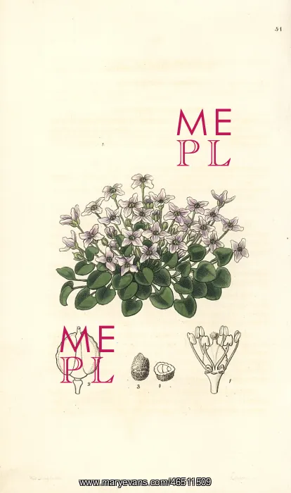 : Violet cress, Cochlearia acaulis : Violet cress, Cochlearia acaulis