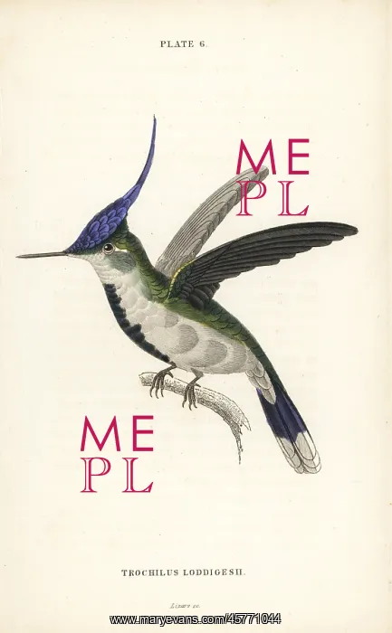 : Violet-crested plovercrest, Stephanoxis lalandi loddigesii : Violet-crested plovercrest, Stephanoxis lalandi loddigesii