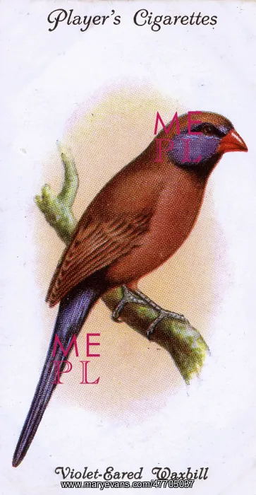  : Violet-Eared Waxbill