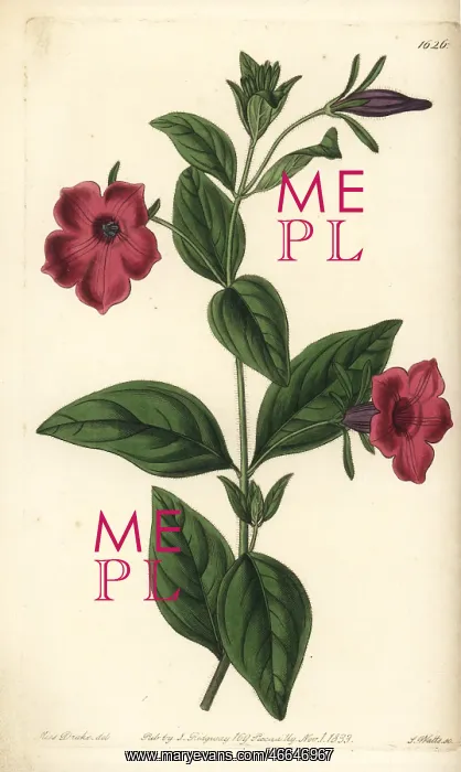 : Violet-flowered petunia, Petunia integrifolia : Violet-flowered petunia, Petunia integrifolia