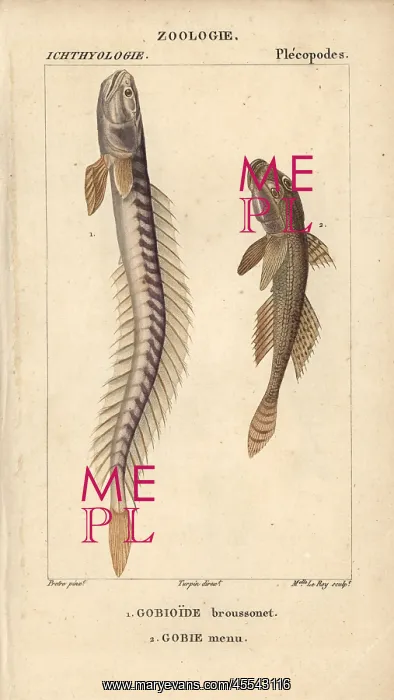 : Violet goby or Broussonet's goby, Gobioides : Violet goby or Broussonet's goby, Gobioides