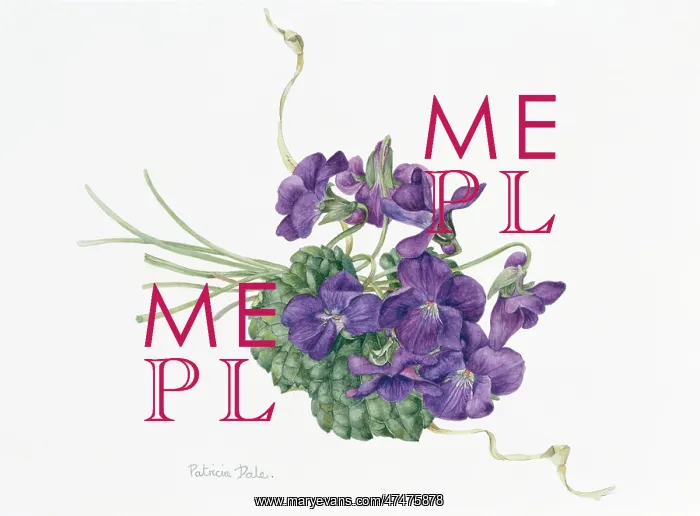  : Violet Posy