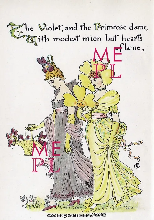 : Violet and Primrose : Violet and Primrose