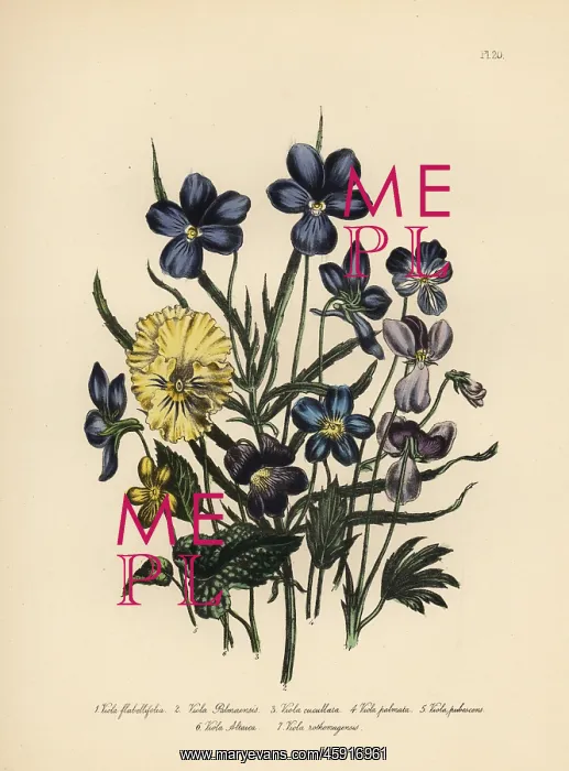 : Violet species : Violet species