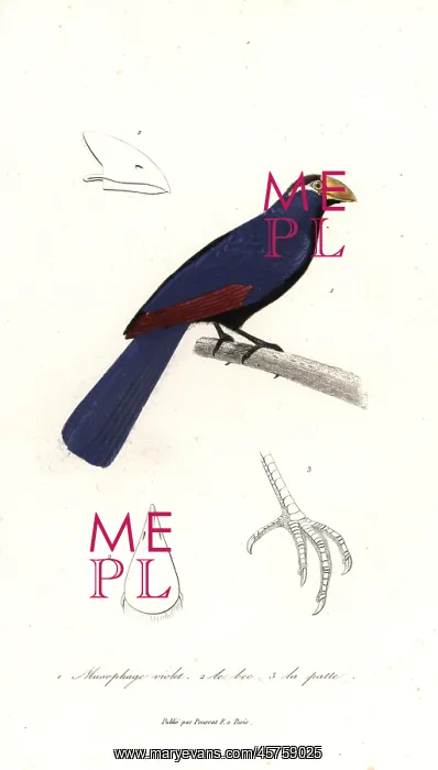 : Violet turaco, Musophaga violacea : Violet turaco, Musophaga violacea