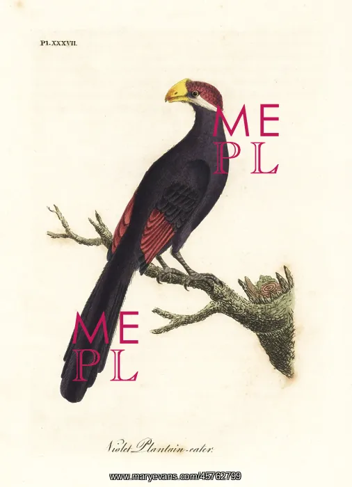 : Violet turaco, Musophaga violacea : Violet turaco, Musophaga violacea