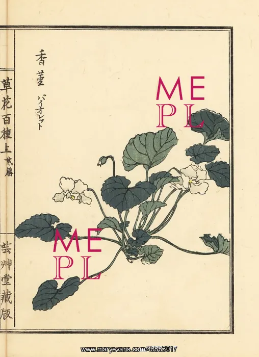 : Violet, Viola mandshurica : Violet, Viola mandshurica