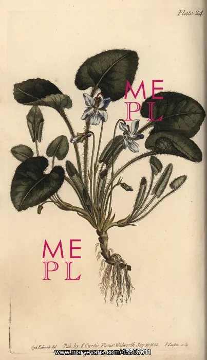 : Violet, Viola odorata : Violet, Viola odorata
