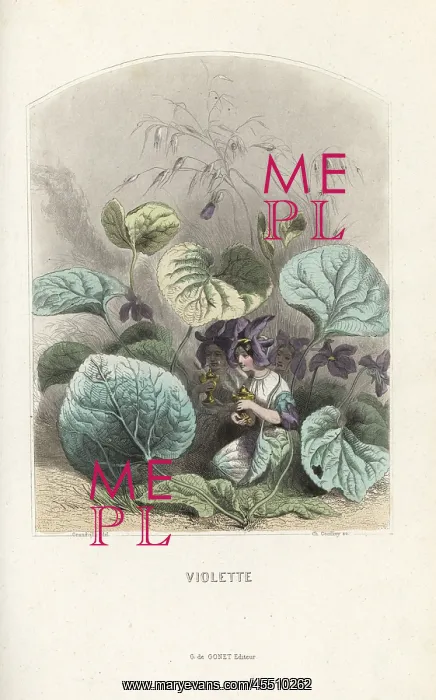 : Violet, Viola odorata, flower fairies kneeling : Violet, Viola odorata, flower fairies kneeling