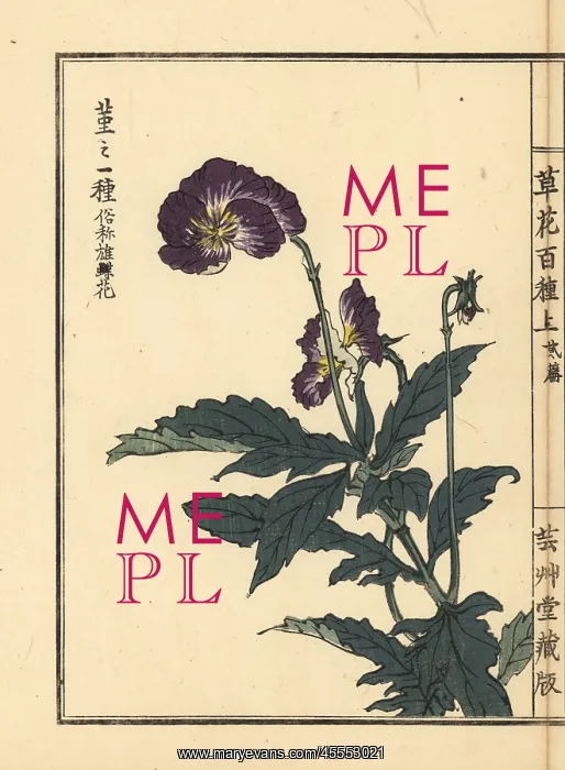 : Violet, Viola species : Violet, Viola species