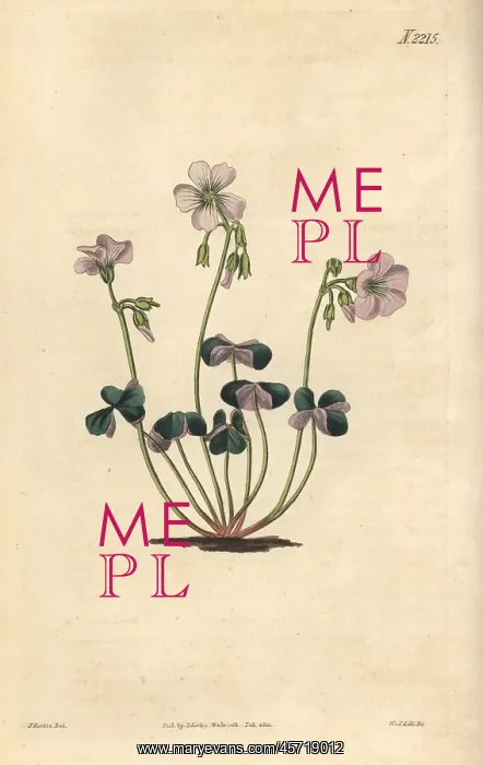 : Violet wood-sorrel, Oxalis violacea : Violet wood-sorrel, Oxalis violacea