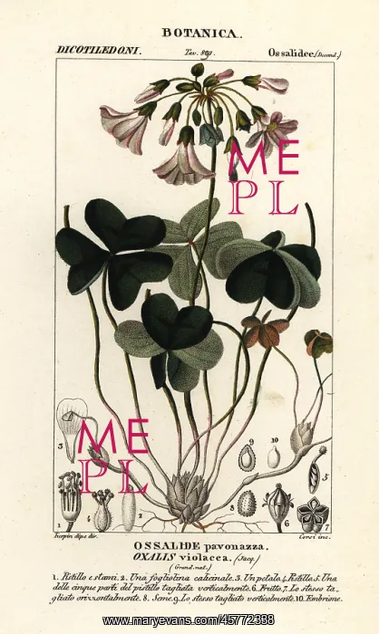 : Violet wood-sorrel, Oxalis violacea : Violet wood-sorrel, Oxalis violacea