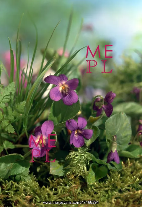  : Violets