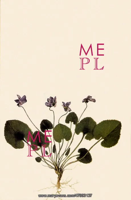  : Violets