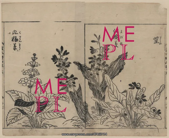 : Violets, arrow arum(?), and primrose : Violets, arrow arum(?), and primrose