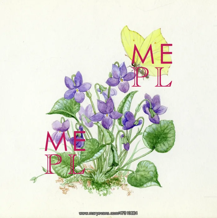  : Violets and a Brimstone Butterfly
