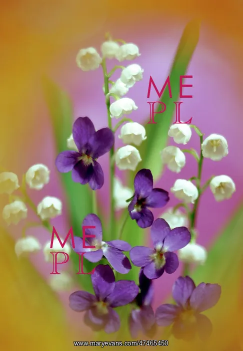 : Violets and Lily of the Valley : Violets and Lily of the Valley