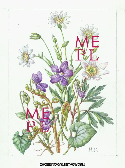  : Violets, Stitchwort and Wood Anemones