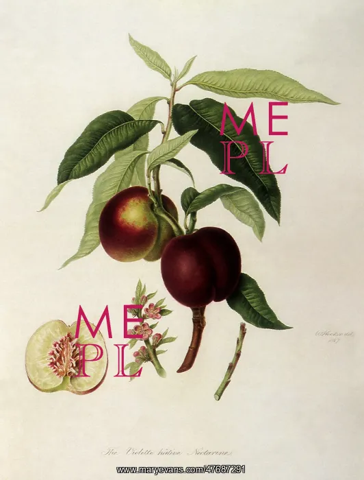  : Violette Hatives Nectarines
