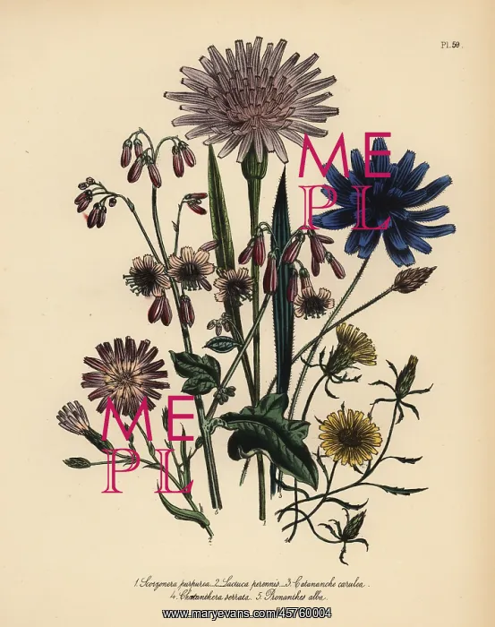 : Viper grass, lettuce and catananche species : Viper grass, lettuce and catananche species