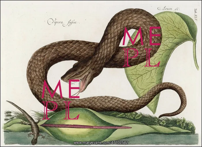  : VIPERA FUSCA