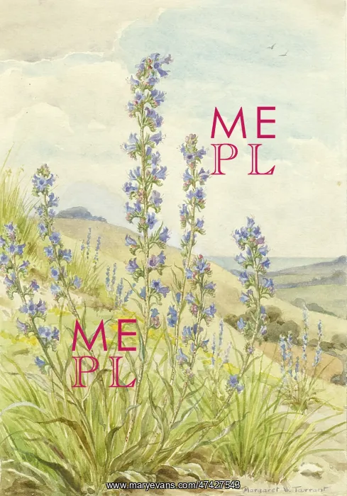  : Viper's Bugloss
