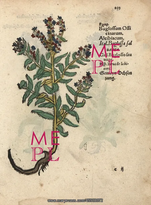 : Viper's bugloss, Echium vulgare : Viper's bugloss, Echium vulgare