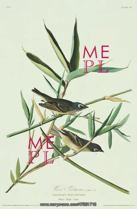 : Vireo solitarius, blue-headed vireo : Vireo solitarius, blue-headed vireo