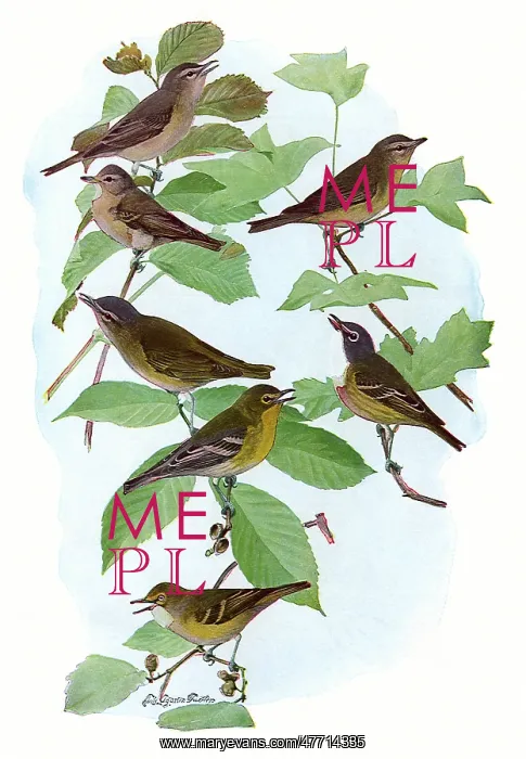  : Vireos