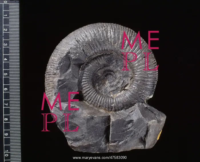 : Virgatosphinctes, ammonite : Virgatosphinctes, ammonite