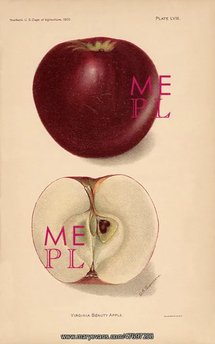  : Virginia Beauty Apple