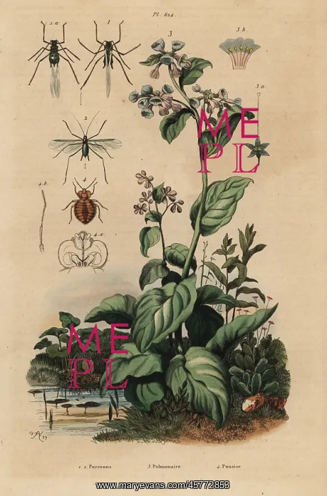 : Virginia bluebells, aphids and bedbug : Virginia bluebells, aphids and bedbug