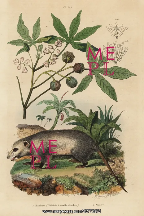 : Virginia opossum and cassava : Virginia opossum and cassava