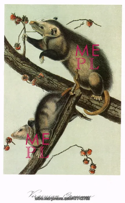 : Virginia Opossums : Virginia Opossums