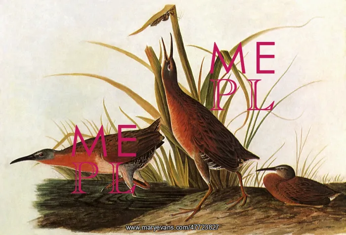  : Virginia Rail, Rallus limicola