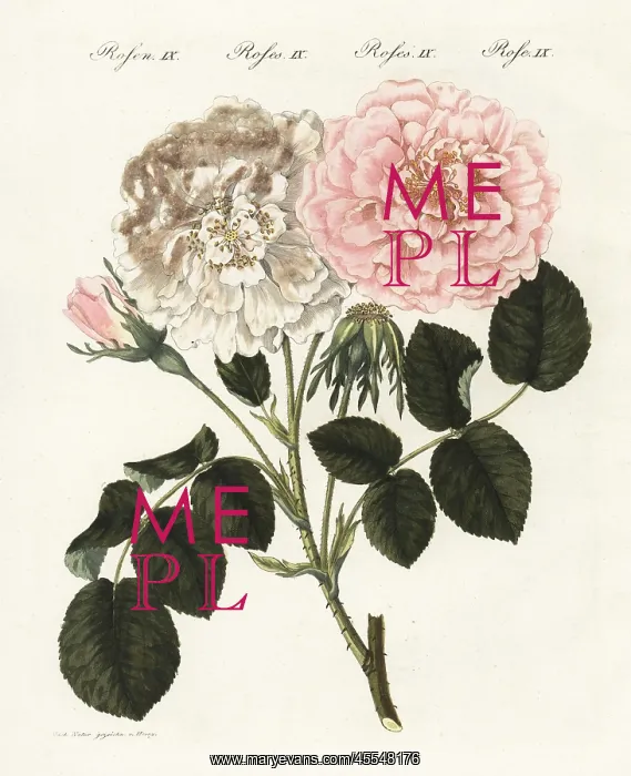 : Virginia rose, Rosa gemella : Virginia rose, Rosa gemella