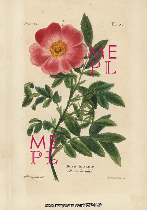 : Virginia rose, Rosa lucida : Virginia rose, Rosa lucida