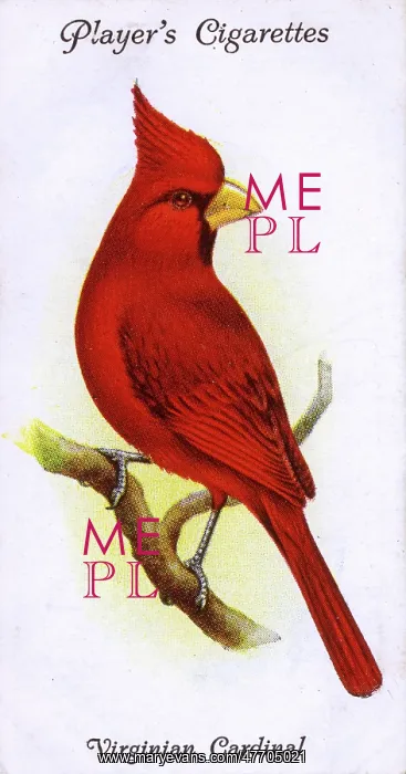  : Virginian Cardinal