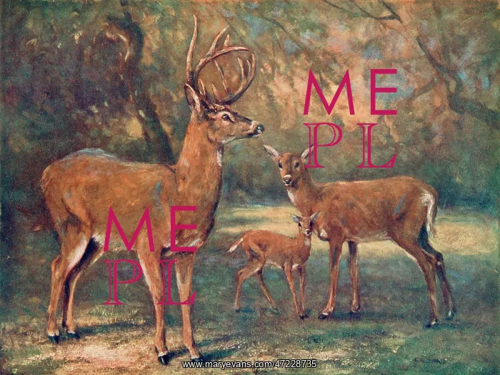 : VIRGINIAN DEER / WILD BST : VIRGINIAN DEER / WILD BST
