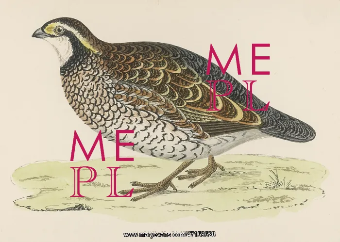  : VIRGINIAN PARTRIDGE