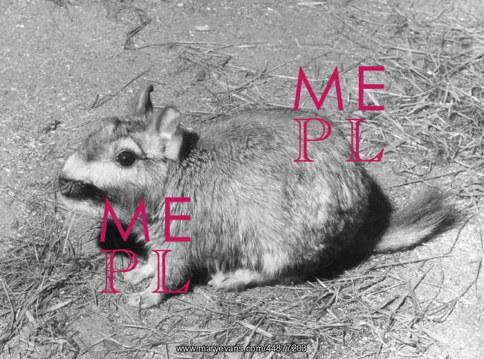  : VISCACHA. The Plains Viscacha, a rodent of the Chincilla family