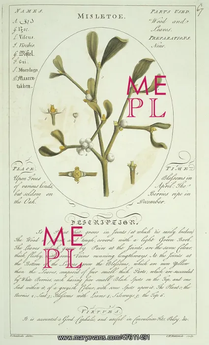 : Viscum album, mistletoe : Viscum album, mistletoe