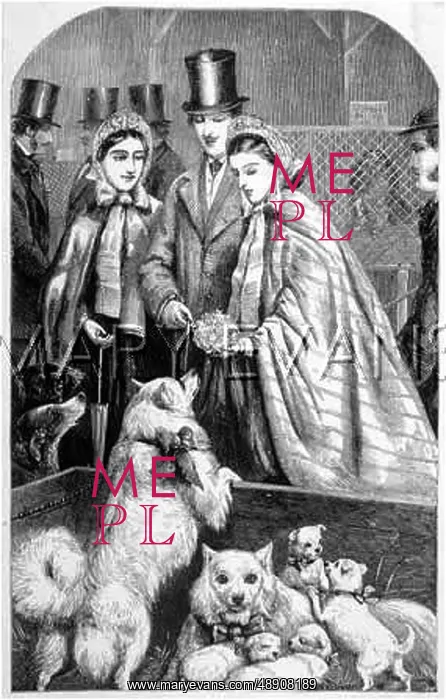 : VISITORS AT A DOG SHOW : VISITORS AT A DOG SHOW