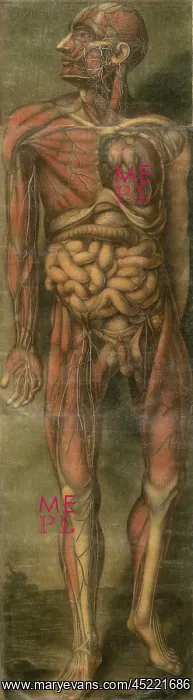 : Visually sensational anatomical illustration ? : Visually sensational anatomical illustration ?